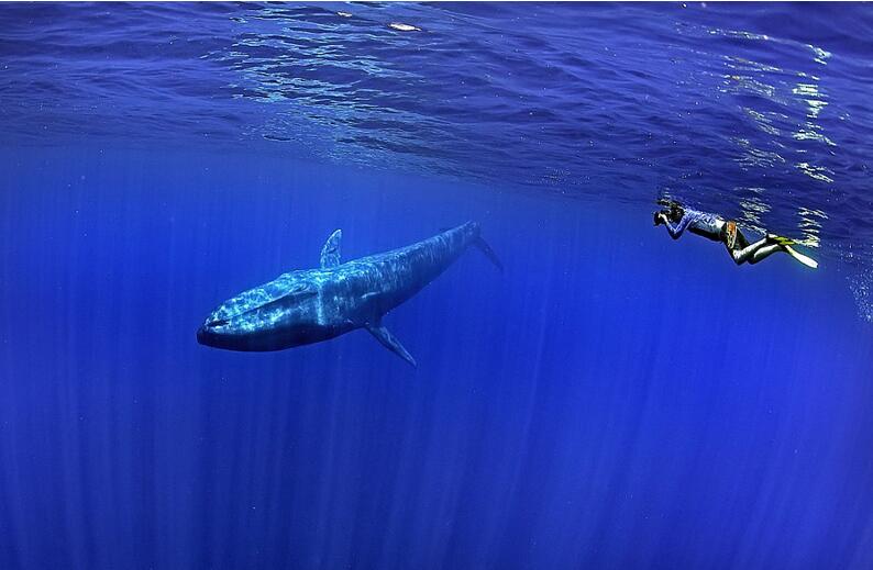 摄影师潜水偶遇蓝鲸 抓拍同游精彩合影