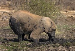 南非大象头钻泥土 模仿“鸵鸟”避暑