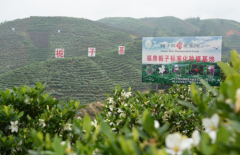 中药材长成农民增收“摇钱树”，扬